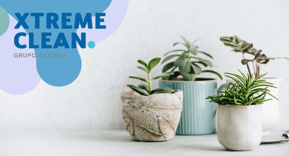 plantasdeinterior - Beneficios de tener plantas en el hogar y la oficina