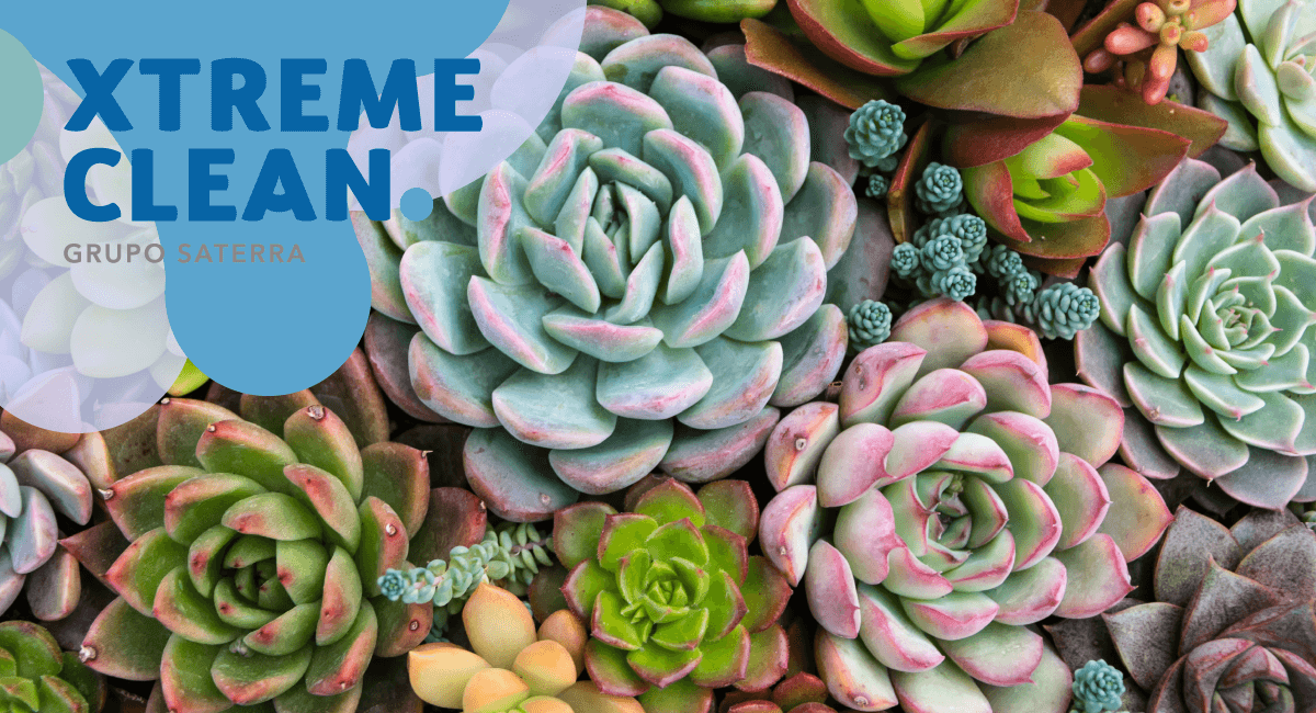 suculentas - Curiosidades de las suculentas