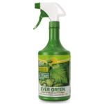 Ever green helechos y plantas verdes