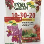 Evergreen 10-30-20 +Elementos Menores